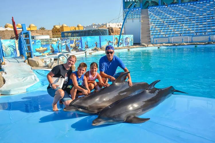 dolphins show